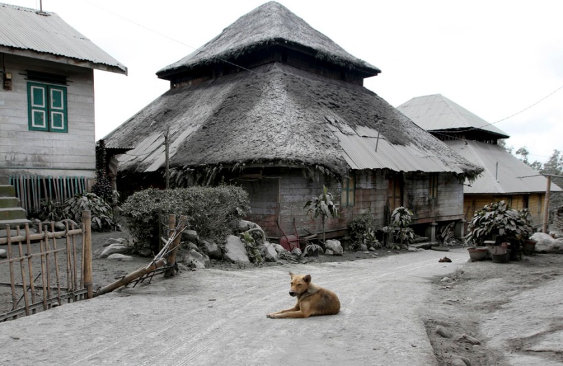 Dog sits in the middle of a road in an empty village after all villagers were evacuated a day after Mount Sinabung spewed ash at Mardingding village in Karo district