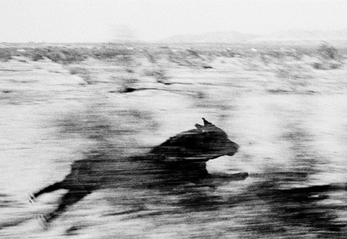 John Divola  photographs from the series Dogs Chasing My Car in the Desert  1996-2001