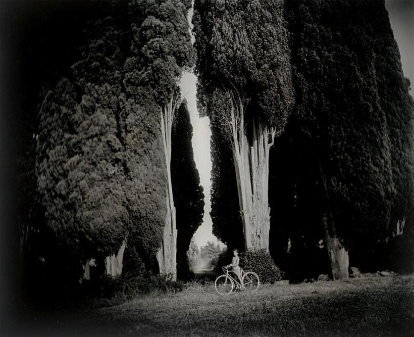 Sally Mann, Sempervirens ‘Stricta’, 1995. forme du paradis 09-39-10