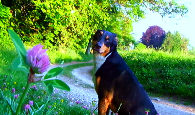 le chien, notre universel interprète 