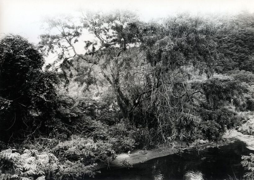 Daido Moriyama - Memory of a Dog 6