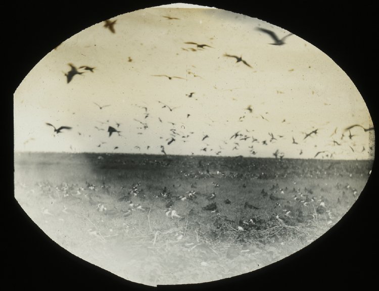 joseph-jackson-lister-frigate-birds-phoenix-islands-kiribatilate-19thc